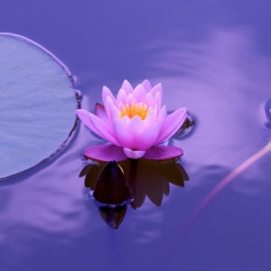 Le Centre de Soin du Stress vous accueille à Lyon 6ème à deux pas de la Part Dieu. Traitement et gestion du stress et de l’anxiété. Des professionnelles spécialisées à votre service : Méditation pleine conscience, Sophrologie, Réflexologie, Art thérapie, Réflexologie plantaire et OsthéopathieLe Centre de Soin du Stress vous accueille à Lyon 6ème à deux pas de la Part Dieu. Traitement et gestion du stress et de l’anxiété. Des professionnelles spécialisées à votre service : Méditation pleine conscience, Sophrologie, Réflexologie, Art thérapie, Réflexologie plantaire et Osthéopathie
